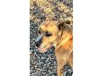 Adopt AUSTIN a Tan/Yellow/Fawn - with White Retriever (Unknown Type) / Retriever