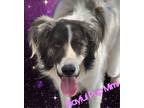 Adopt MIMI a White Border Collie / Great Pyrenees dog in Bend, OR (41378397)