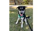 Adopt Sirius a Black - with Tan, Yellow or Fawn German Shepherd Dog / Mixed dog