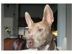 Adopt Ebbie (CP) a Brown/Chocolate - with White Pit Bull Terrier / Weimaraner