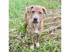 Adopt Fumble a Tan/Yellow/Fawn - with White Labrador Retriever / Mixed Breed
