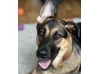 Adopt Trinity a German Shepherd Dog / Doberman Pinscher dog in Brooklyn