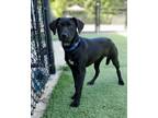 Adopt River a Black Labrador Retriever / Hound (Unknown Type) / Mixed dog in