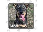 Adopt Leah a German Shepherd Dog / Mixed dog in Elbow Lake, MN (41378850)