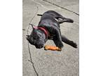 Adopt Loki a Gray/Blue/Silver/Salt & Pepper American Pit Bull Terrier / American