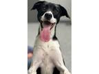 Adopt NAZUZU - JCAC a Black - with White Labrador Retriever / Italian Greyhound