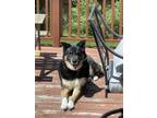 Adopt Gunner a Black - with White German Shepherd Dog / Husky / Mixed dog in