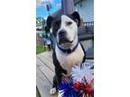 Adopt Brody a Terrier (Unknown Type, Small) / American Pit Bull Terrier / Mixed