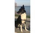 Adopt Ozzy a Black - with White Border Collie / Border Terrier / Mixed dog in