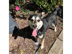 Adopt Lucky a Black - with Tan, Yellow or Fawn Husky / Mixed dog in Big Canoe