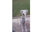 Adopt Daisy a White - with Black Mutt / Mixed dog in Eaton Rapids, MI (41131291)
