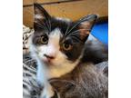 Adopt Donut a White Domestic Shorthair / Mixed Breed (Medium) / Mixed (short