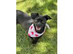 Adopt Puddin a Black Dachshund / Pug / Mixed dog in Phoenix, AZ (41296421)