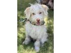 Adopt Astro a White Lhasa Apso / Terrier (Unknown Type, Medium) / Mixed dog in
