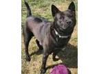 Adopt Willow a Black American Pit Bull Terrier / Akita / Mixed (short coat) dog