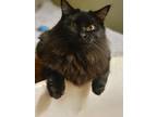 Adopt Harlow a Domestic Longhair / Mixed (long coat) cat in Decatur