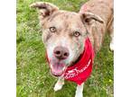 Adopt Missy 1 a Husky / Black Mouth Cur / Mixed dog in Bloomfield, CT (40973919)