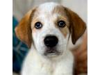 Adopt Vroom a Great Pyrenees / Terrier (Unknown Type, Medium) / Mixed dog in