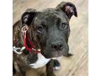 Adopt Haniel a Black Mouth Cur / Terrier (Unknown Type, Medium) / Mixed dog in
