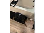 Adopt Jo a Brown/Chocolate Rottweiler / Mixed dog in Potterville, MI (41390792)