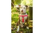 Adopt Mitzy a Staffordshire Bull Terrier / Mixed dog in Ewing, NJ (40255832)