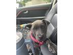 Adopt Phoebe a Gray/Blue/Silver/Salt & Pepper Mutt / Mixed dog in Cumming