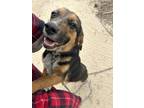 Adopt Little bit a Tricolor (Tan/Brown & Black & White) Beagle / Australian