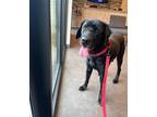 Adopt Onyx a Black Mastiff / Labrador Retriever dog in Irwin, PA (41390354)