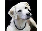 Adopt Bella a Labrador Retriever / Husky / Mixed dog in Hot Springs Village