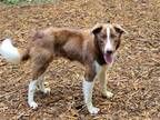 Adopt Chip a Border Collie / Mixed dog in Ellijay, GA (41334513)