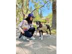 Adopt Riley a Terrier (Unknown Type, Small) / American Pit Bull Terrier / Mixed