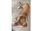 Adopt Jerry a Cattle Dog / Mixed Breed (Medium) / Mixed dog in Brownwood