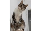 Adopt Louie a Spotted Tabby/Leopard Spotted Egyptian Mau cat in Manchester