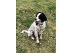 Adopt Available - Jovie/Holly a White - with Black English Setter / Mixed dog in