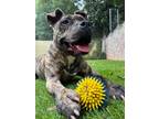 Adopt Camero A047356 a Staffordshire Bull Terrier / Mixed Breed (Medium) / Mixed