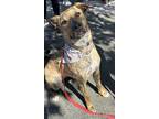 Adopt Daphne a Brindle Dutch Shepherd dog in Pleasant Hill, CA (40506856)