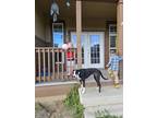 Adopt Nami and Marco a Black - with White Whippet / Border Collie / Mixed dog in