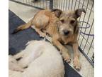 Adopt Kit a Brown/Chocolate Jack Russell Terrier dog in Garland, TX (41390577)