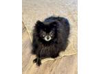 Adopt Newman a Black - with White Pomeranian / Mixed dog in Columbus