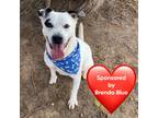 Adopt Panda a White - with Black Australian Cattle Dog dog in San Leon