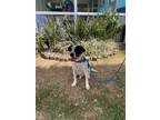 Adopt Manchas a White - with Black Beagle dog in Gig Harbor, WA (41304913)