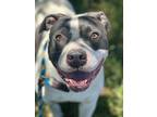 Adopt Spot a White - with Black American Staffordshire Terrier / Mixed dog in