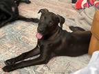Adopt Odie a Brown/Chocolate Labrador Retriever / Mixed Breed (Medium) / Mixed