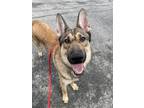 Adopt Tabasco (Shepherd Trio) a Black - with Tan, Yellow or Fawn German Shepherd