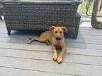 Adopt Stacy (S Puppies) a Tan/Yellow/Fawn - with Black Labrador Retriever /
