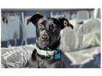 Adopt Frankie a Black - with White Labrador Retriever / Collie dog in Santa