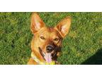 Adopt MARLEY - Local - sf a Tan/Yellow/Fawn - with White Australian Kelpie /