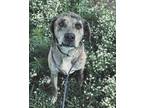 Adopt Rapala a Catahoula Leopard Dog dog in Evansville, IN (41313413)