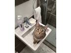 Adopt Bean a Brown Tabby Domestic Shorthair (short coat) cat in Mead