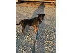 Adopt Reggie a Black - with Tan, Yellow or Fawn Dachshund / Mixed dog in